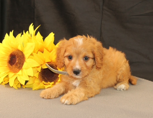 puppy, for, sale, Cavapoo, Ivan J. Stoltzfus, dog, breeder, Dornsife, PA, dog-breeder, puppy-for-sale, forsale, nearby, find, puppyfind, locator, puppylocator, aca